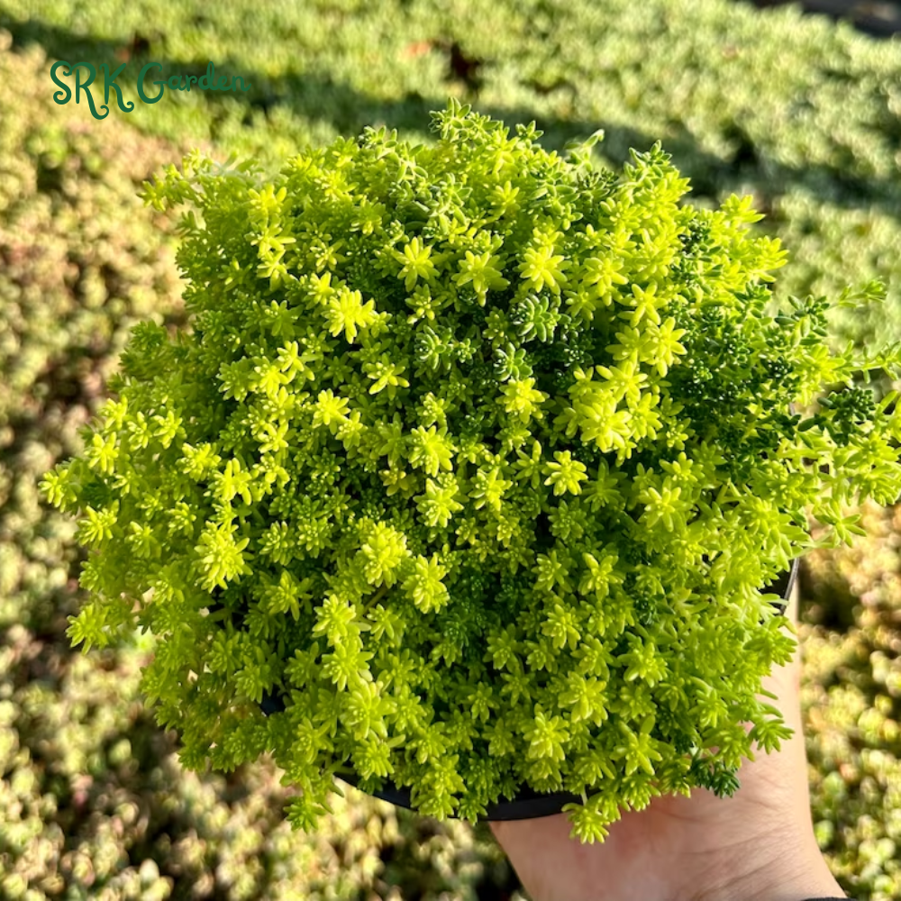 Sedum Tokyo Sun, Yellow Stonecrop, Rare Succulent