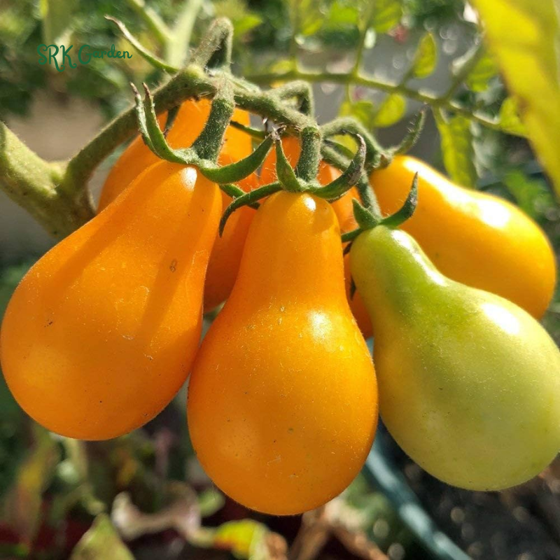 Yellow Pear Cherry Tomato Seeds | 30 Seeds