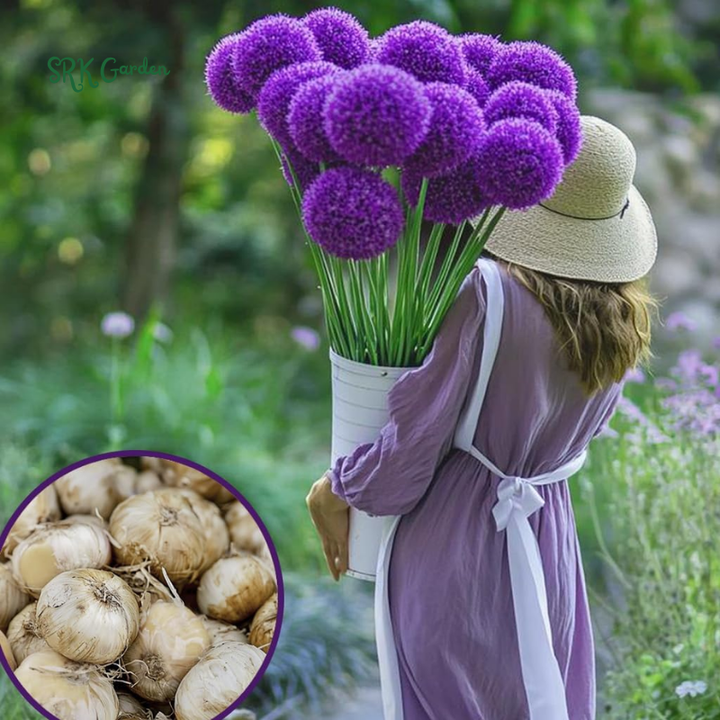 Blue Purple Dream Garden Mix Bulbs Fall Planting 2025 - Alliums, Hyacinth, Crocus, Muscari & Tulip Flower Bulbs, Easy to Plant Perennial Spring Collection