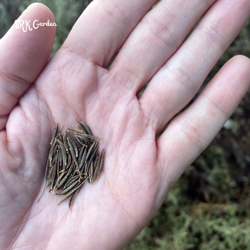 Sea Shells Cosmos Seeds for planting | 100 Seeds