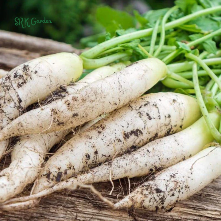Radish Seeds - White Icicle | 200 Seeds
