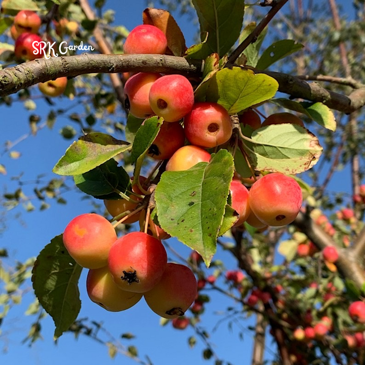Crab apple Tree Seedlings for Outdoor | Zumi AppleCrab