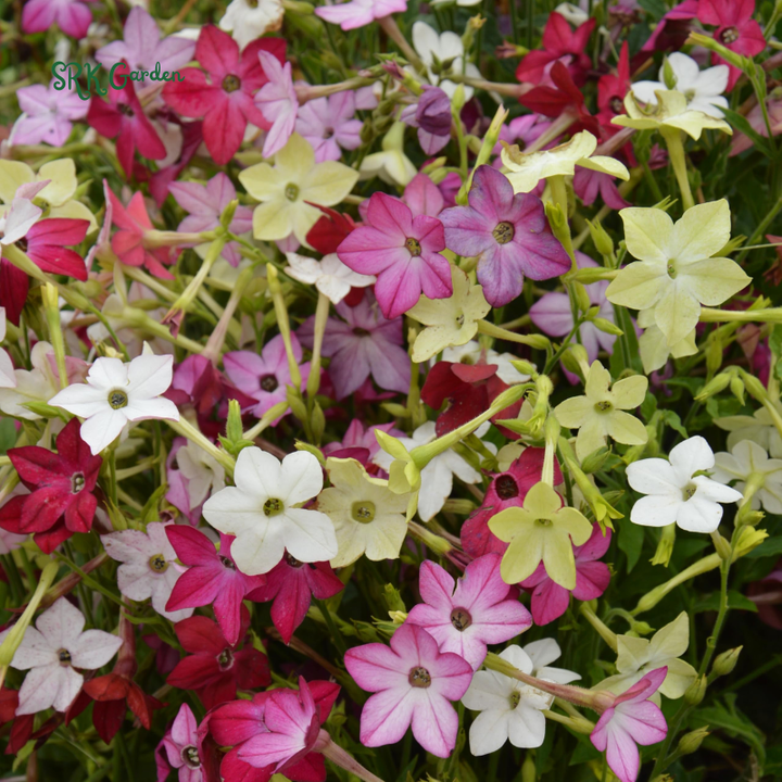 Sensation Flowering Tobacco Seed Mix, Nicotiana alata | 500 Seeds