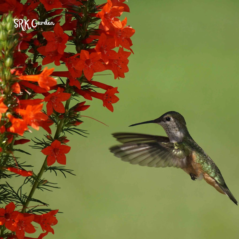 Standing Cypress Seeds for planting | 200 seeds