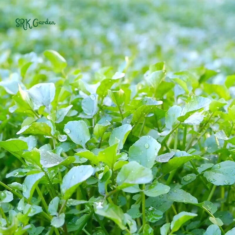 Watercress Seeds | 200 Seeds