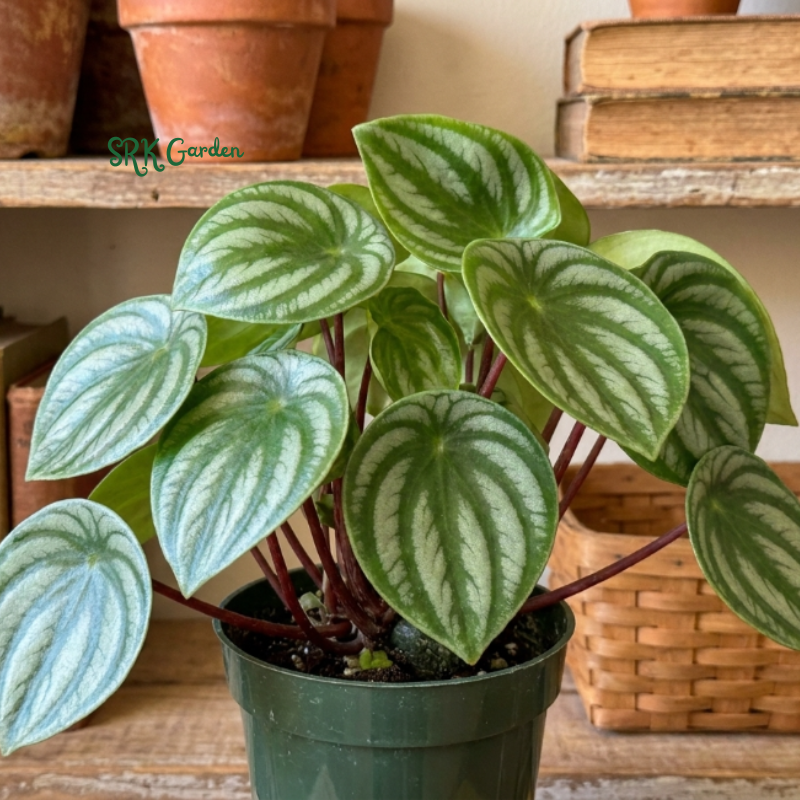 Peperomia Watermelon, Live Houseplant in 4" pot
