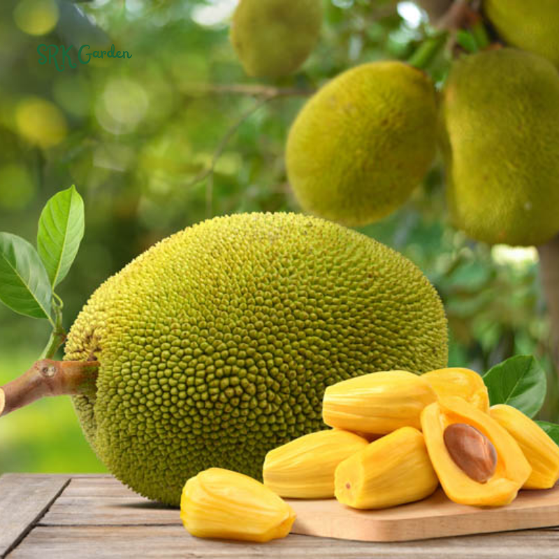 Live Jackfruit Tree Plant High Yield, 8-14" Tall, Sweet Tropical Fruit | 1 Year Old Potted