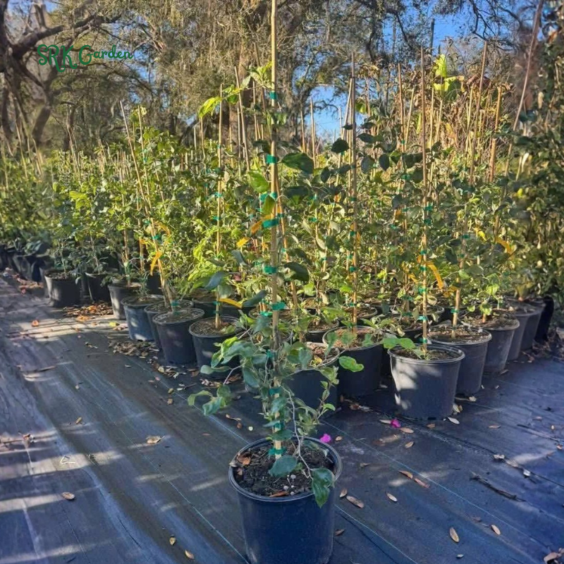 Green Jujube Honey Tree Large Size, Tropical Fruit tree 1-2ft tall