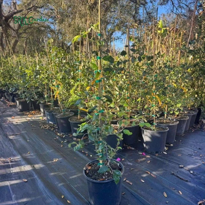 Green Jujube Honey Tree Large Size, Tropical Fruit tree 1-2ft tall