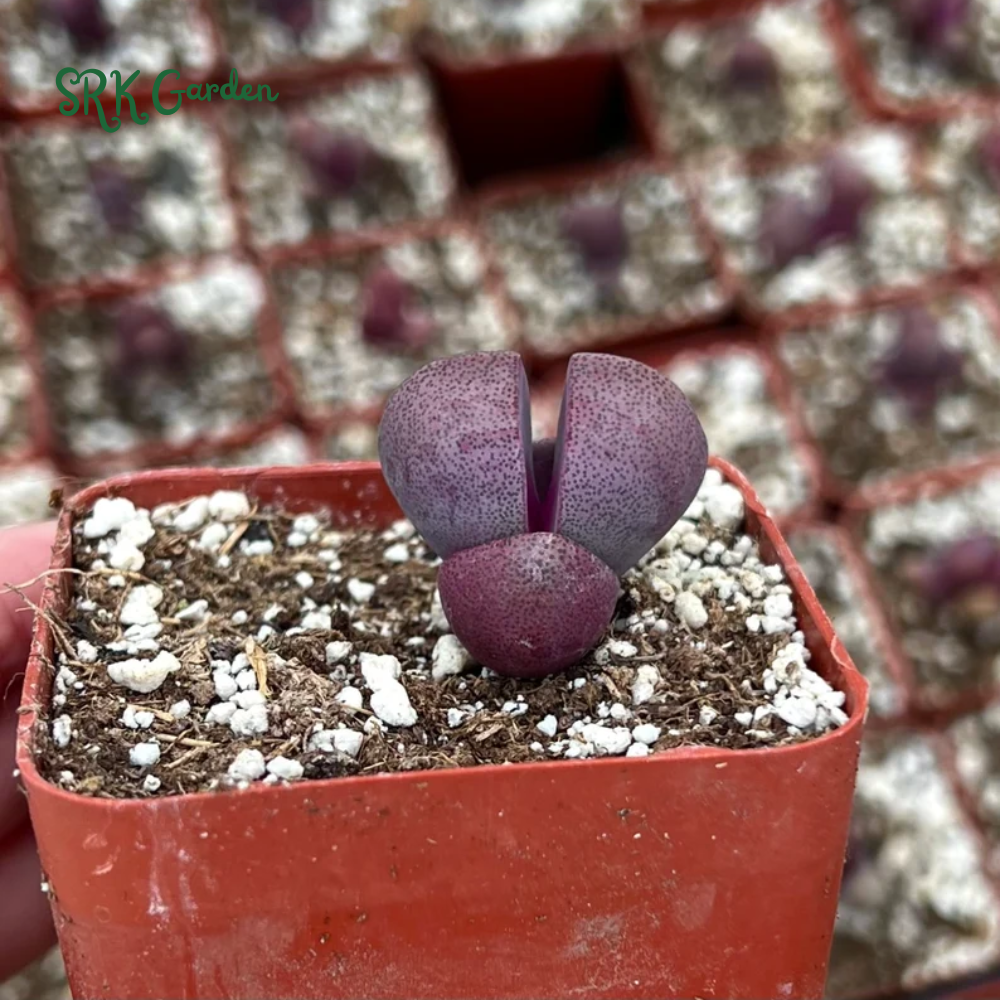 Pleiospilos Royal Flush, Live plants in 3" pots