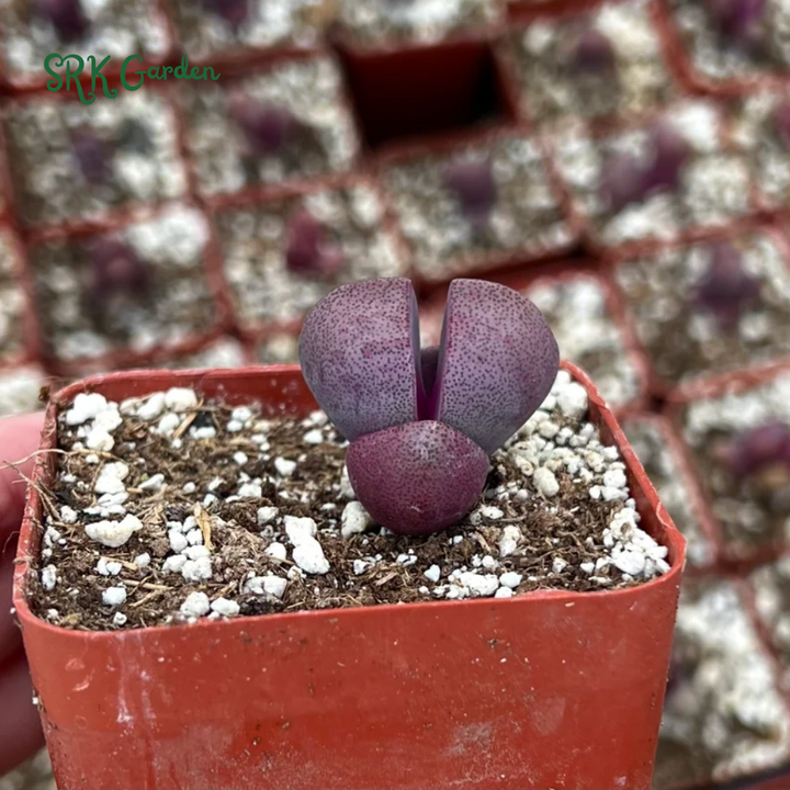Pleiospilos Royal Flush, Live plants in 3" pots