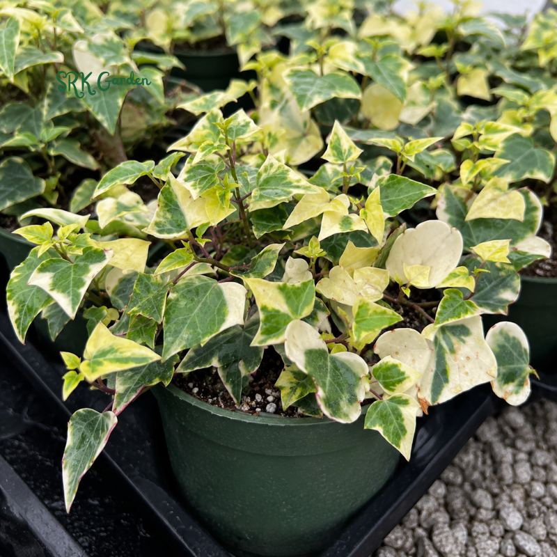 Variegated Wax Ivy, Trailing Plant, Easy Care House Plant in 4", 6'' pot