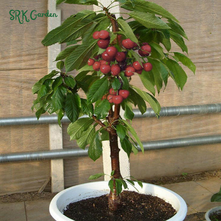 Black Cherry Fruit Tree Live Plant Seedling
