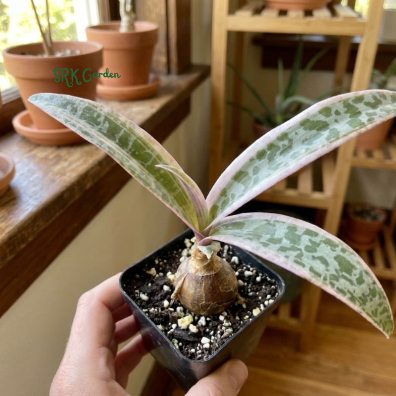 Variegated Silver Squill, Variegated Ledebouria Socialis, Pink Plant in 2" pot