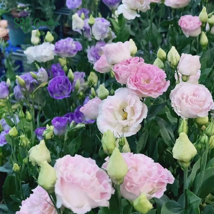 Eustoma / Lisianthus Grandiflorum Thornless Rose  Seeds, Year-around Planting