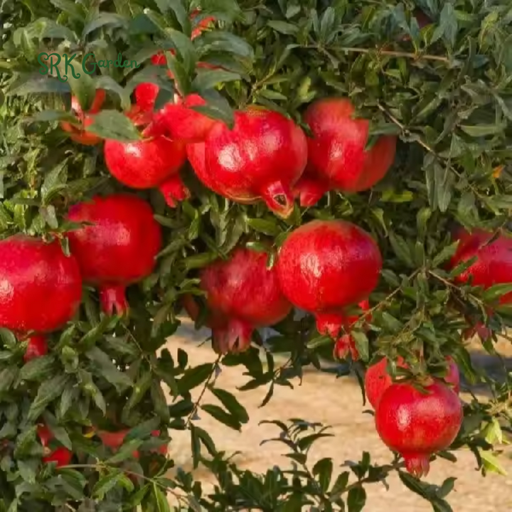 Sirenevyi Pomegranate Live Plant - Exotic Fruit-Bearing Plant, Hardy Pomegranate Tree, Tropical Garden