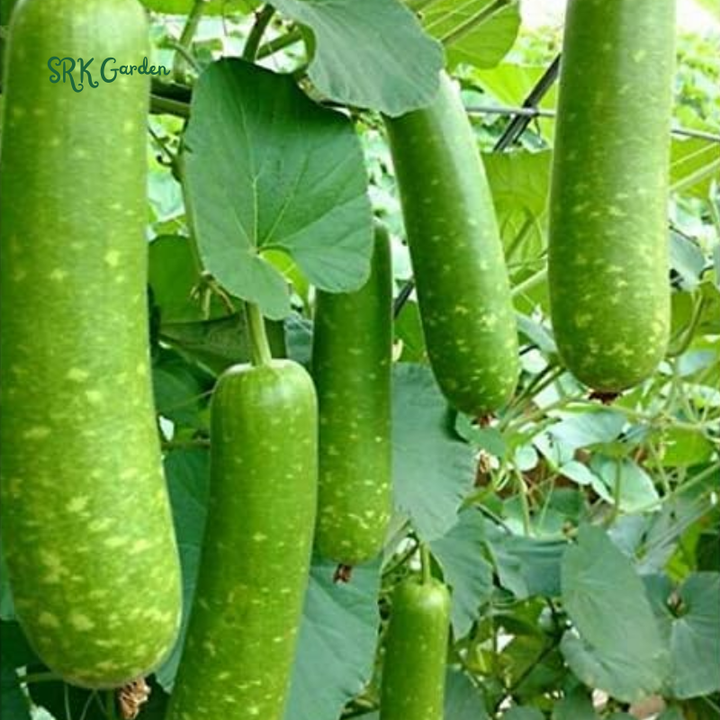 Calabash Bottle Gourd Seeds Chinese Pugua Nam Tao Yao Lauki Opo Vegetable | 15 Seeds