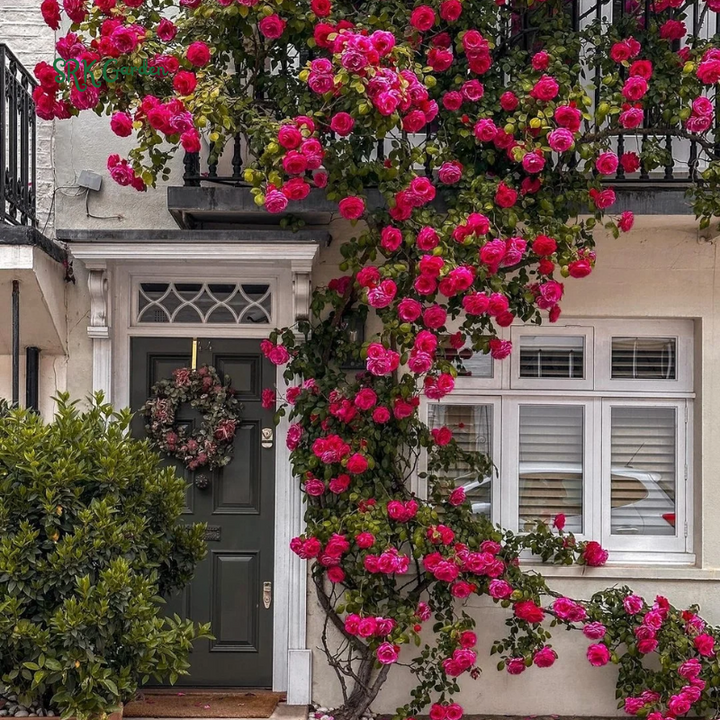 Garden climbing rose 200+ seeds | Mix Color