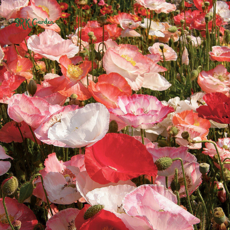 Single Poppy Seed Mix for Spring | 2000 seeds