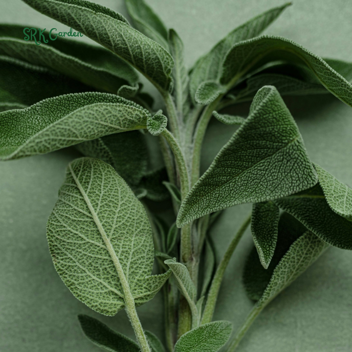 Organic Broadleaf Sage Seeds |50 Seeds