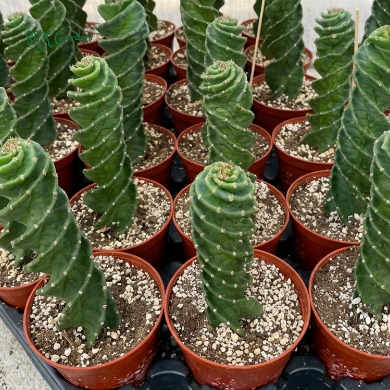 Spiral Cactus, Cereus Forbesii Spiralis for Planting in 6", 8", 10" pot