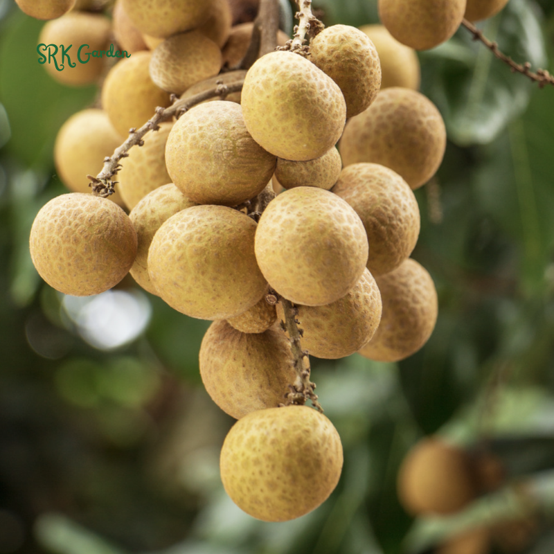 Longan Tree Live Plant Tropical Longan Plant, Grow Indoor Fruit Tree 6-8 Inch Tall 4 Inch Pot