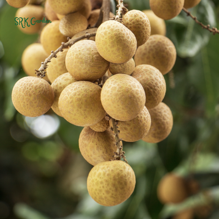 Longan Tree Live Plant Tropical Longan Plant, Grow Indoor Fruit Tree 6-8 Inch Tall 4 Inch Pot