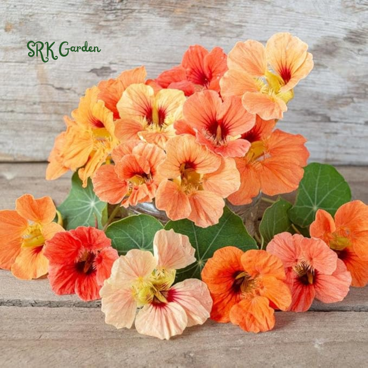 Nasturtium Seeds for Planting-Annual Climbing Tropaeolum | 100 Seeds