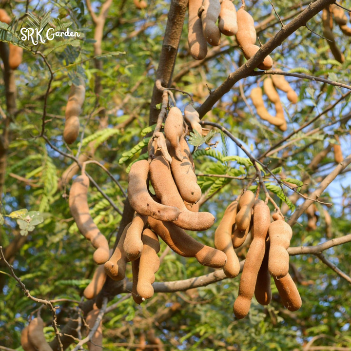 Tamarind Tree Live Plant for Planting, 5 to 8 Inc Tall