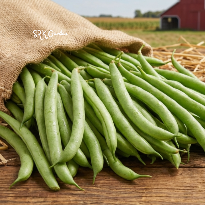 50+ Contender Bush Bean Seeds