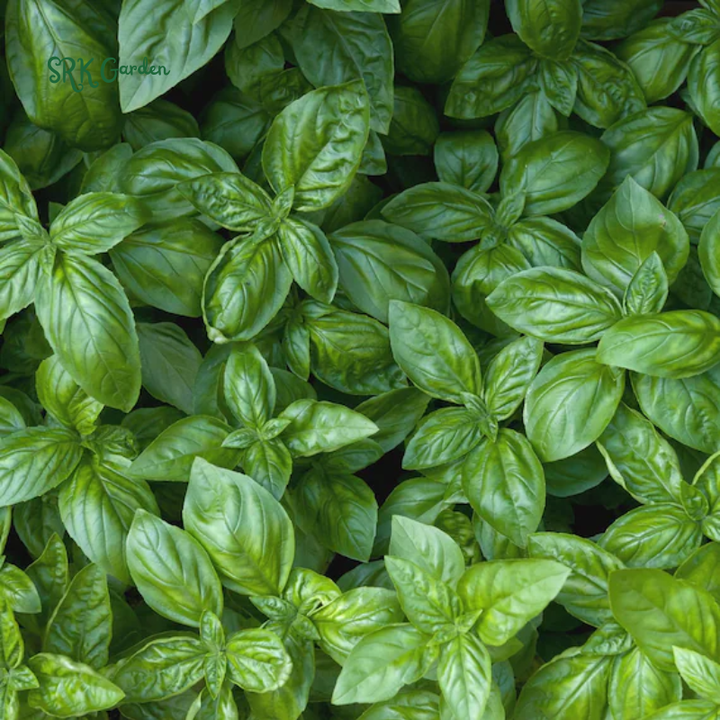Organic Italian Large Leaf Basil | 250 Seeds