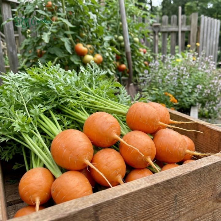 250+ Organic Parisian Carrot Seeds