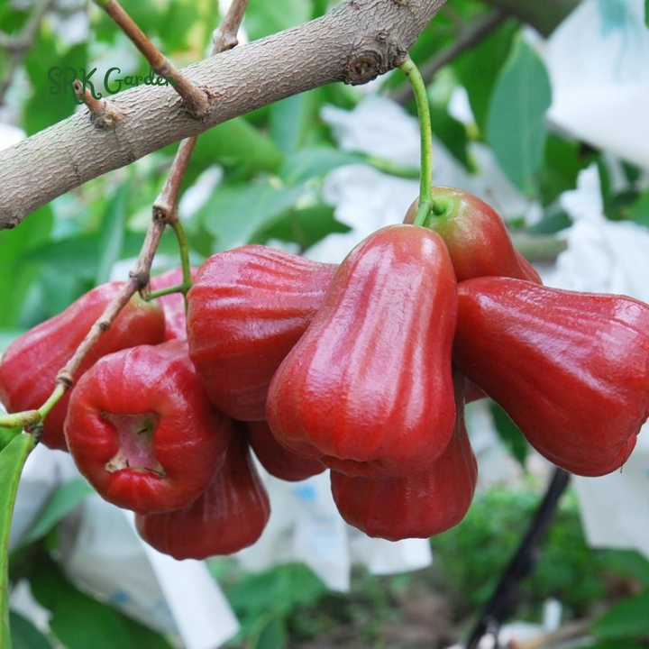 Red Wax Jambu (Syzygium jambos) Fruit Tree 12″- 24″ Tropical Plant