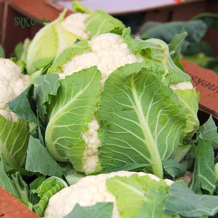Organic Snowball Cauliflower Seeds, Y Improved Self Balancing | 150 Seeds