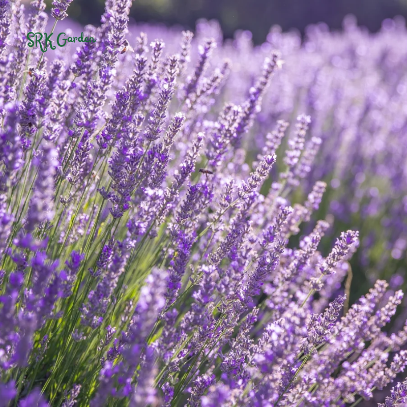 Lavender Seeds for Planting, Purple Perennial Heirloom Lavender Seeds Garden Indoor Outdoor and Home