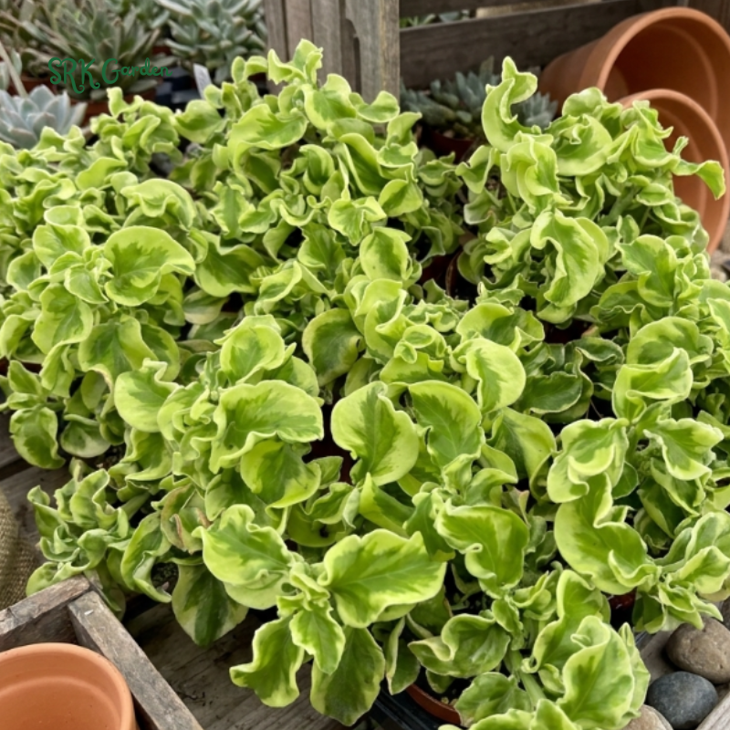 Curly Devil's Backbone, Variegated Succulent, Live Plant in 2.5" pot
