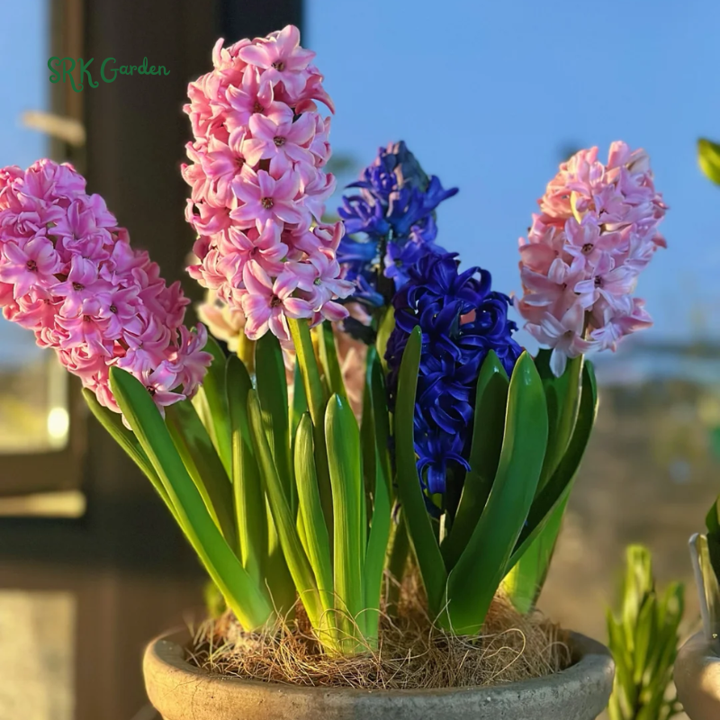 Garden State Bulb Pink Mix Hyacinth Flower Bulbs, Fragrant, Fall Planting