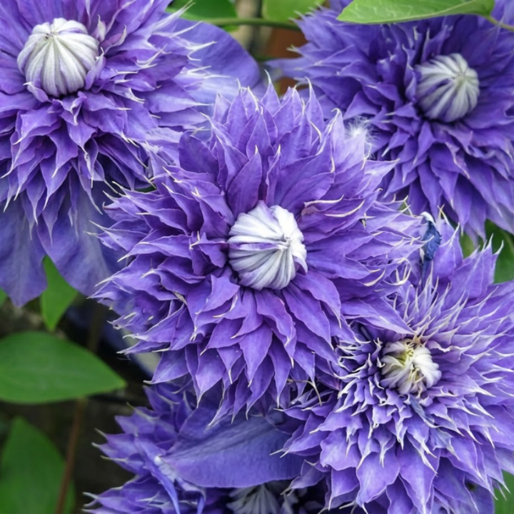 Clematis Seeds – Beautiful Perennial Flowering Climbing Vine