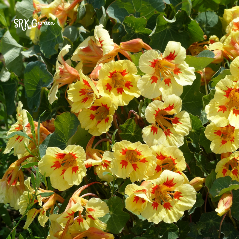 Peach Melba Dwarf Nasturtium Seeds | 25 Seeds