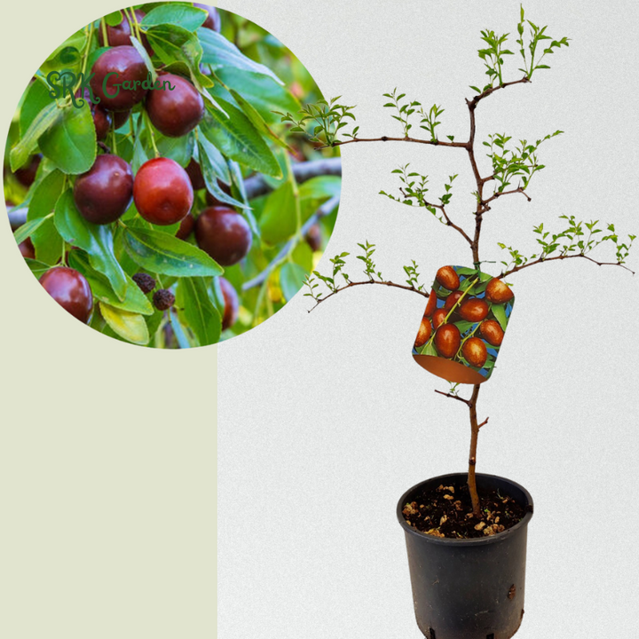 Jujube Honey Jar Tree - 2 Feet Tall - Live Plant for Planting