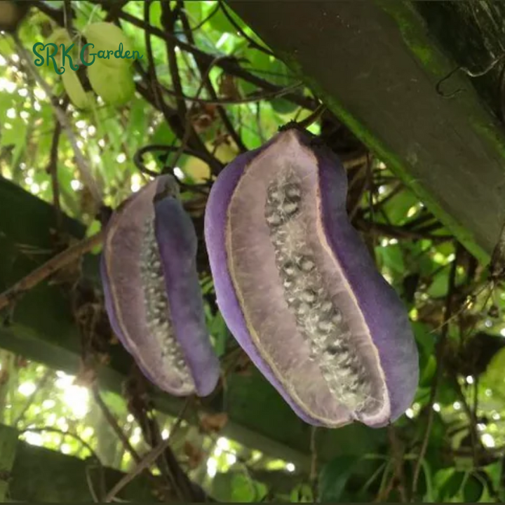 Chocolate Vine Plant Seeds (100 Seeds) Akebia for Outdoor Garden