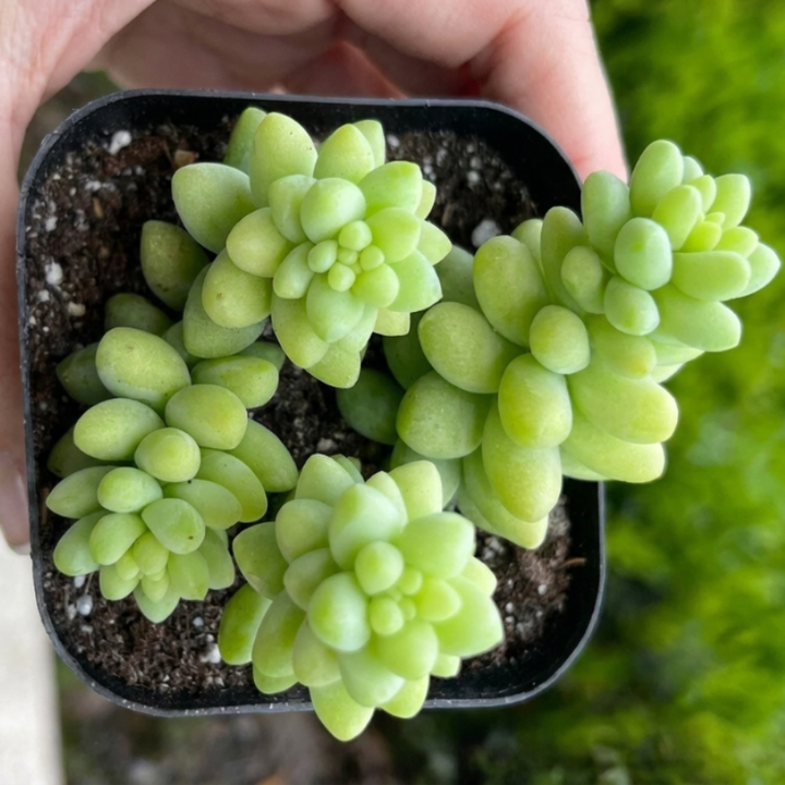 Sedum Burrito, Donkey's Tail, Trailing Succulent, Hanging Plant, 2" 4" pot