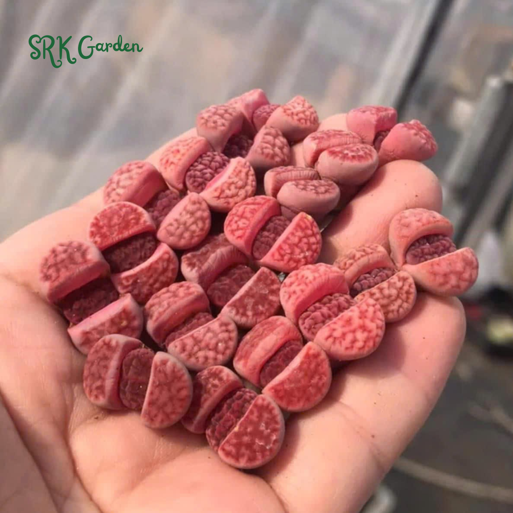 Pack of 10 Live Small Exotic Lithops Random Color 0.3" to 0.7" size