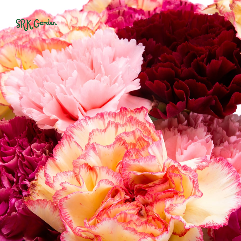 Chabaud Clove Carnation Seed | 100 seeds