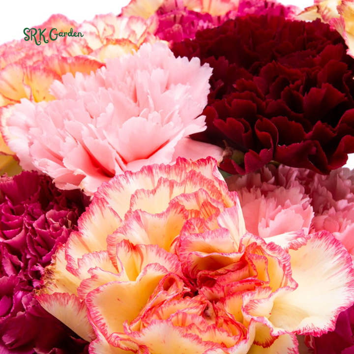 Chabaud Clove Carnation Seed | 100 seeds