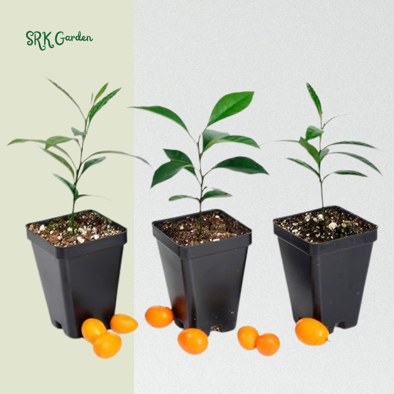 Kumquat Tree Starter Plant. Fortunella Margarita. 3" - 5"