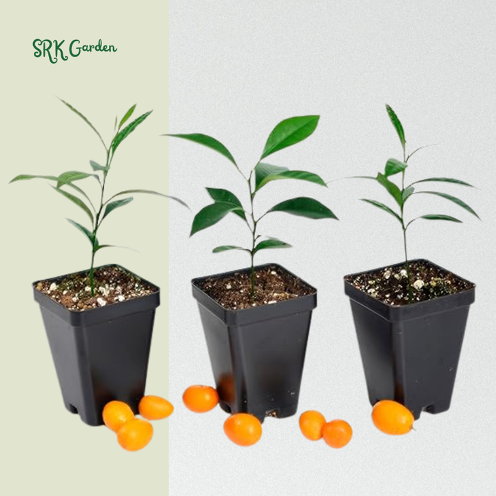 Kumquat Tree Starter Plant. Fortunella Margarita. 3" - 5"