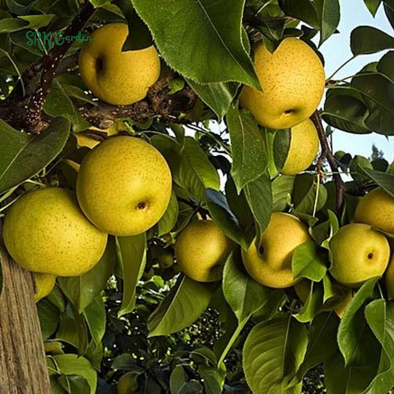 Live Pear Tree, Cold Hardy Pear Fruit Tree for Yard |  10 Inch Tall