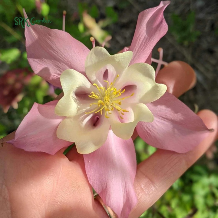 McKana Giants Columbine Flower Seeds |120 Seeds