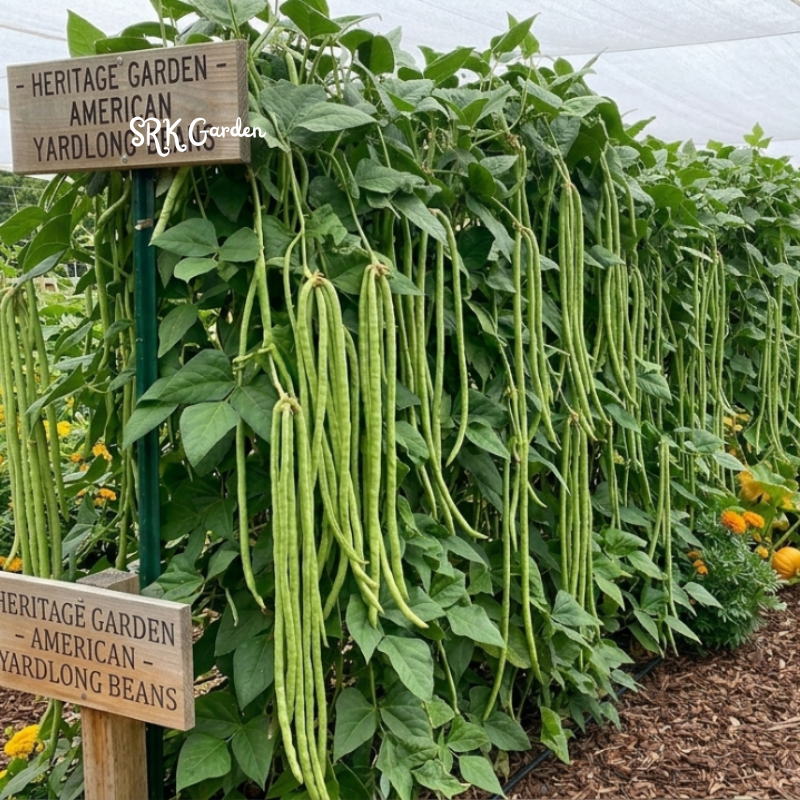 15+ Yard Long Bean Seeds, Chinese Long Bean Seeds, Asian Vegetable Seeds, Long Bean Seeds for Planting, Heirloom Garden Beans
